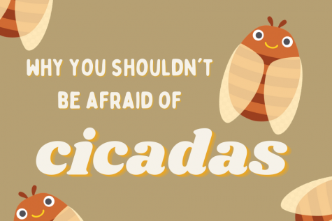 Why You Shouldnt Be Afraid of Cicadas