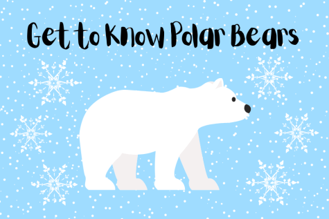 Get to Know Polar Bears