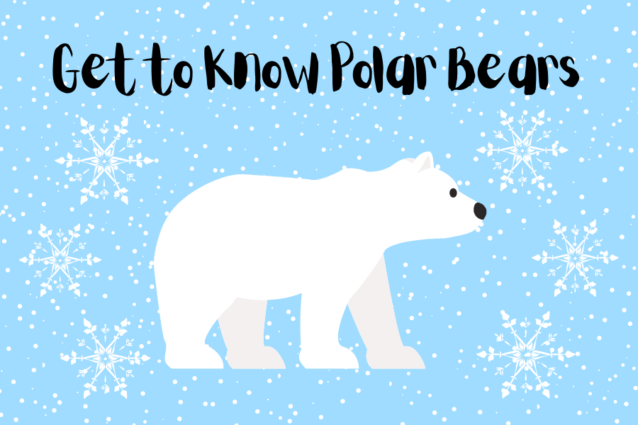 Get to Know Polar Bears