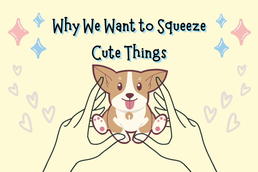 Why We Want to Squeeze Cute Things