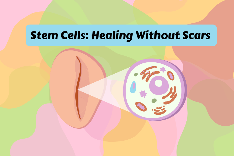 Stem Cells Excel: Raising the Bar and Healing Without Scars