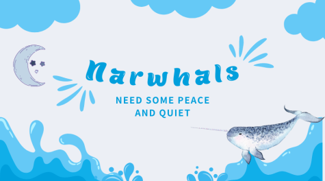 Narwhals Need Some Peace and Quiet